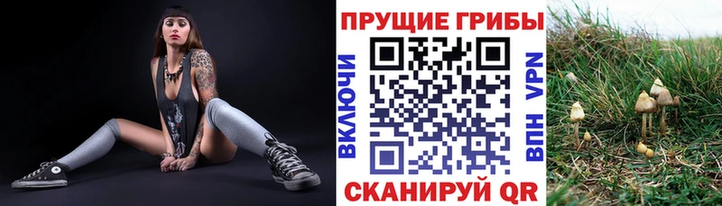 Псилоцибиновые грибы Psilocybe  Касли 